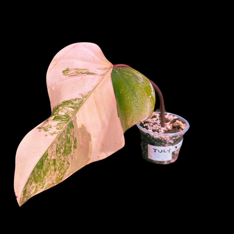 Variegated Philodendron Strawberry Shake in a Nursery Pot - Grower's Choice