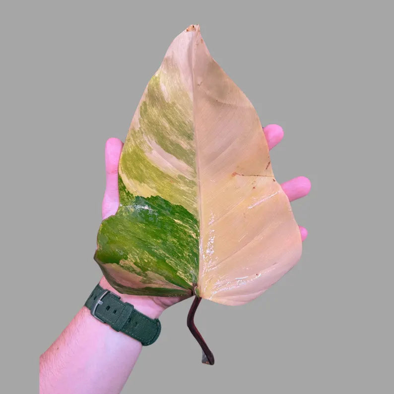 Variegated Philodendron Strawberry Shake in a Nursery Pot - Strawberry Shake RARE Collector Potted Plant