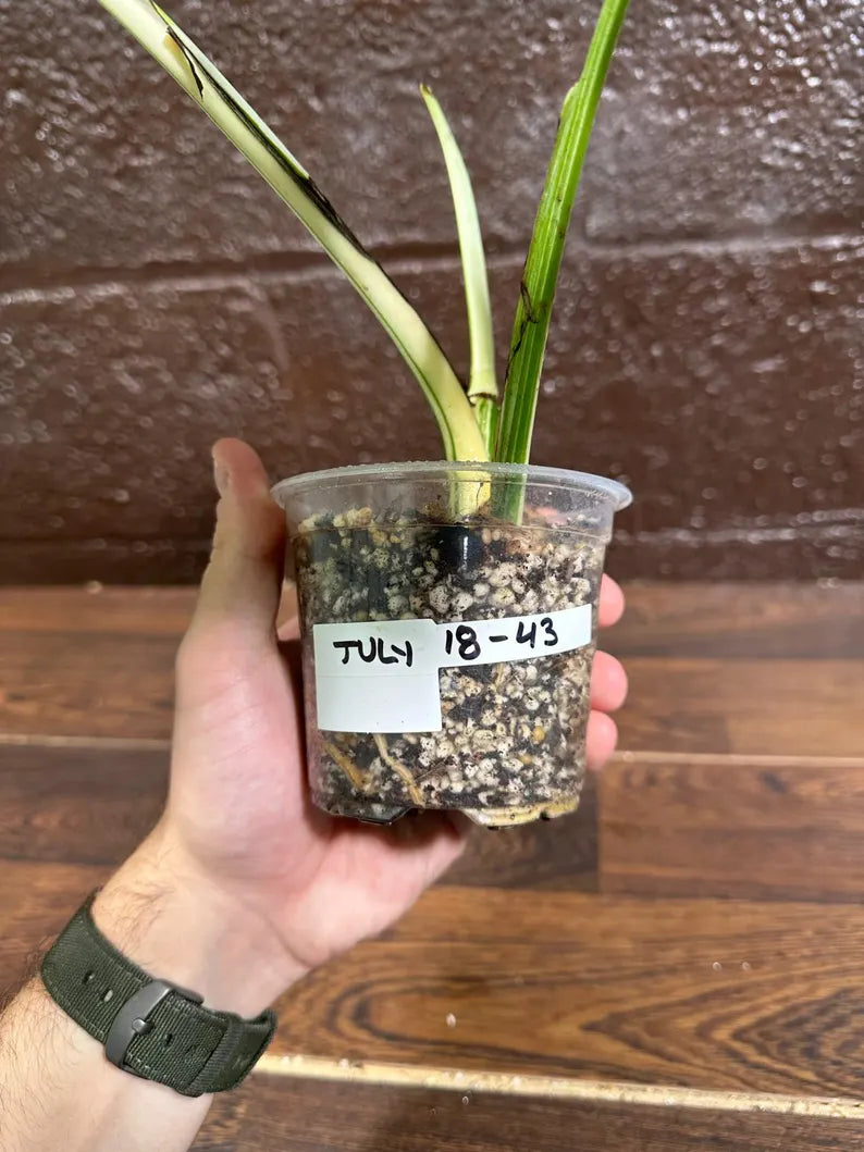 Variegated Monstera Albo Plant in a Nursery Pot - Highly Variegated Monstera ALBO