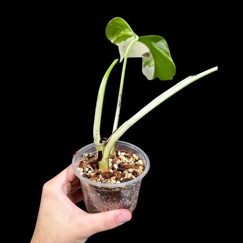 Variegated Monstera Albo Plant in a Nursery Pot - Highly Variegated Monstera ALBO