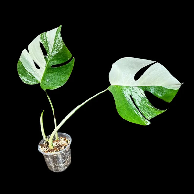 Variegated Monstera Albo Plant in a Nursery Pot - Highly Variegated Monstera ALBO