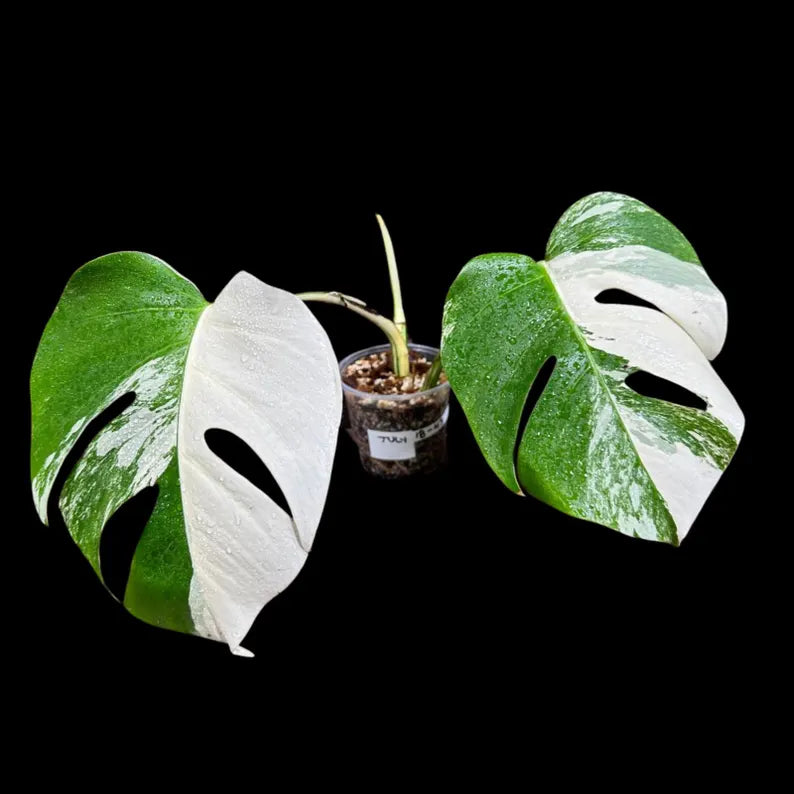 Variegated Monstera Albo Plant in a Nursery Pot - Highly Variegated Monstera ALBO