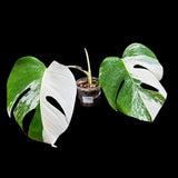 Variegated Monstera Albo Plant in a Nursery Pot - Highly Variegated Monstera ALBO