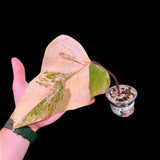 Variegated Philodendron Strawberry Shake in a Nursery Pot - Grower's Choice