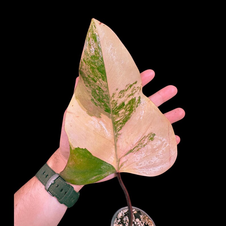 Variegated Philodendron Strawberry Shake in a Nursery Pot - Grower's Choice