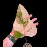 Variegated Philodendron Strawberry Shake in a Nursery Pot - Grower's Choice