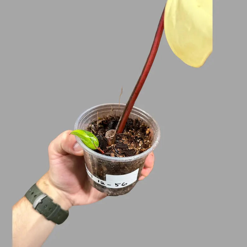Variegated Philodendron Strawberry Shake in a Nursery Pot - Strawberry Shake RARE Collector Potted Plant