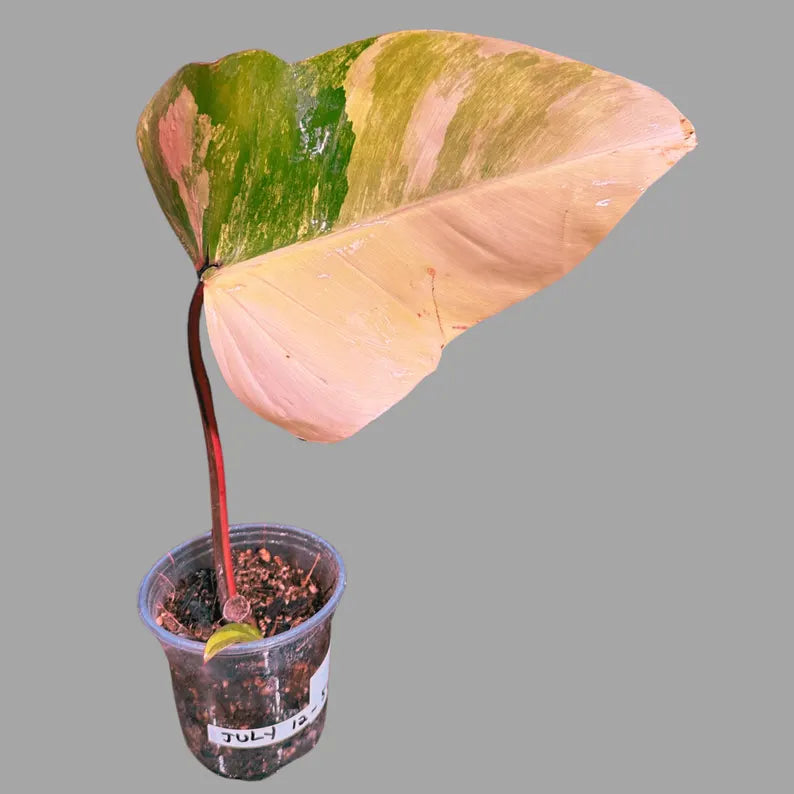 Variegated Philodendron Strawberry Shake in a Nursery Pot - Strawberry Shake RARE Collector Potted Plant