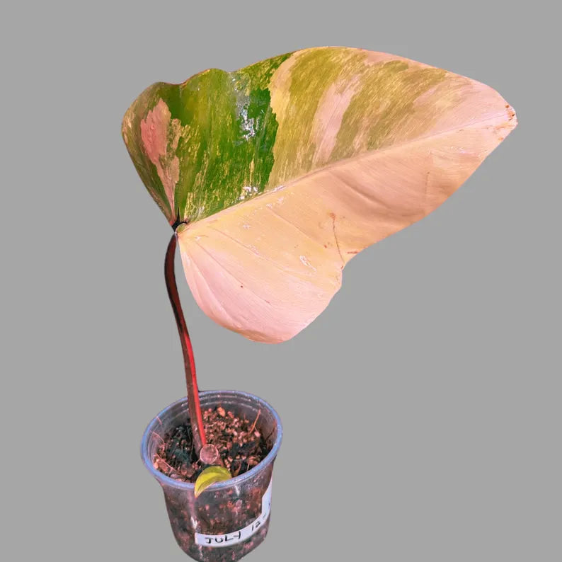 Variegated Philodendron Strawberry Shake in a Nursery Pot - Strawberry Shake RARE Collector Potted Plant