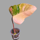 Variegated Philodendron Strawberry Shake in a Nursery Pot - Strawberry Shake RARE Collector Potted Plant