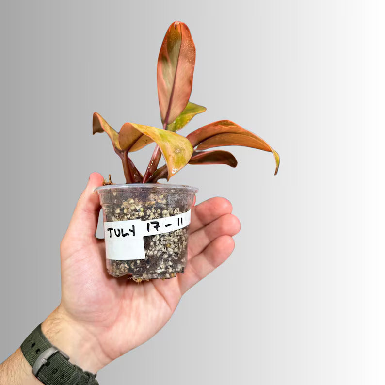 Variegated Black Cardinal Philodendron - EXTREMELY Rare Collector Plant