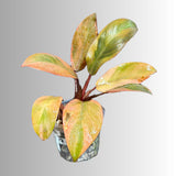 Variegated Black Cardinal Philodendron - EXTREMELY Rare Collector Plant