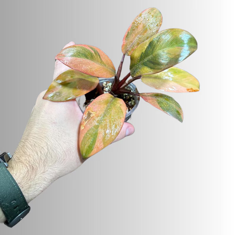 Variegated Black Cardinal Philodendron - EXTREMELY Rare Collector Plant