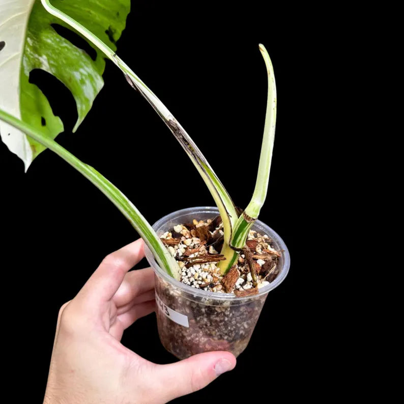 Variegated Monstera Albo Plant in a Nursery Pot - Highly Variegated Monstera ALBO