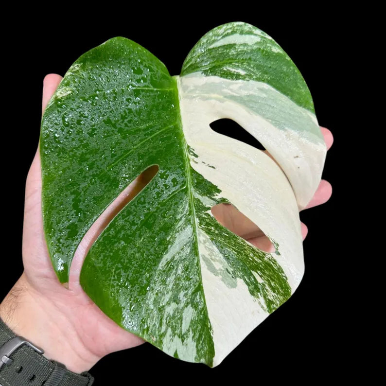 Variegated Monstera Albo Plant in a Nursery Pot - Highly Variegated Monstera ALBO