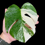 Variegated Monstera Albo Plant in a Nursery Pot - Highly Variegated Monstera ALBO