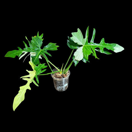 Variegated Philodendron Golden Dragon Established Plant in a Nursery Pot
