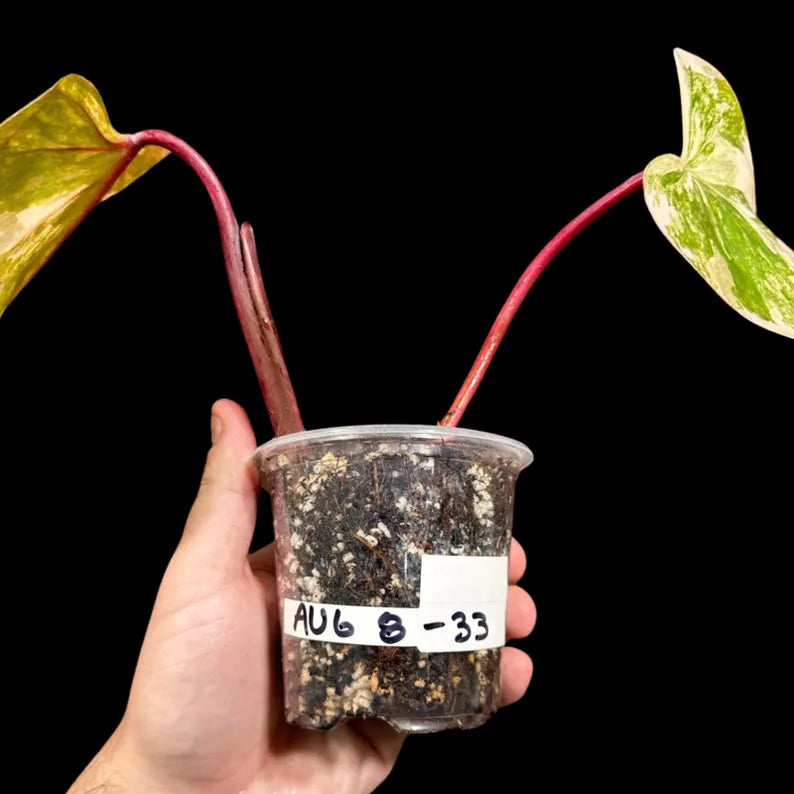Rare Variegated Philodendron Strawberry Shake in a Nursery Pot