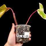 Rare Variegated Philodendron Strawberry Shake in a Nursery Pot