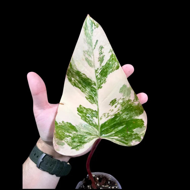Rare Variegated Philodendron Strawberry Shake in a Nursery Pot