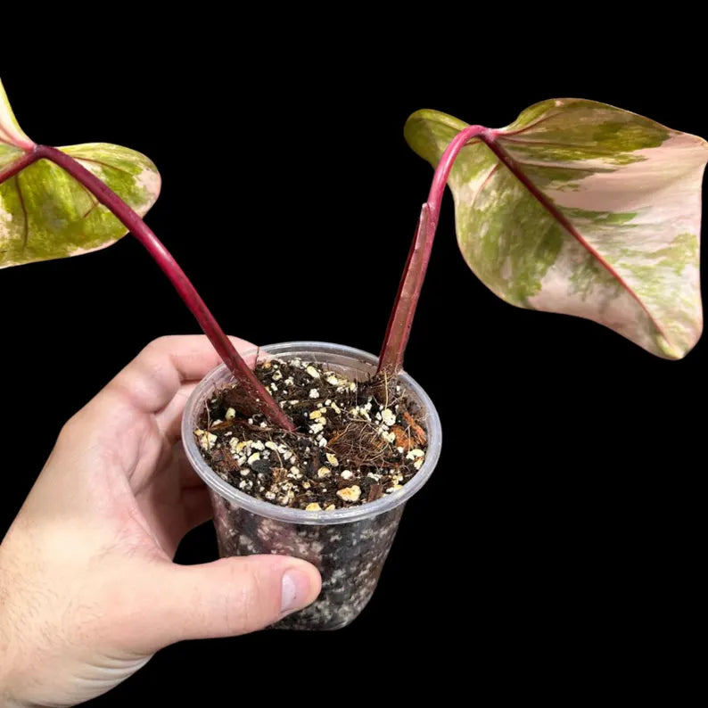Rare Variegated Philodendron Strawberry Shake in a Nursery Pot