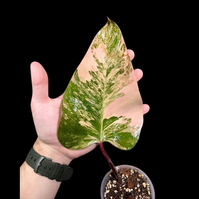 Rare Variegated Philodendron Strawberry Shake in a Nursery Pot