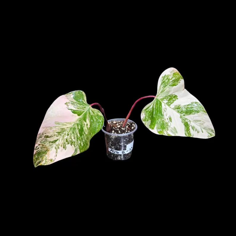Rare Variegated Philodendron Strawberry Shake in a Nursery Pot