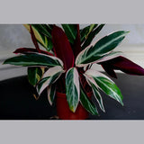 Stromanthe Triostar Plant in 5" Nursery Pot