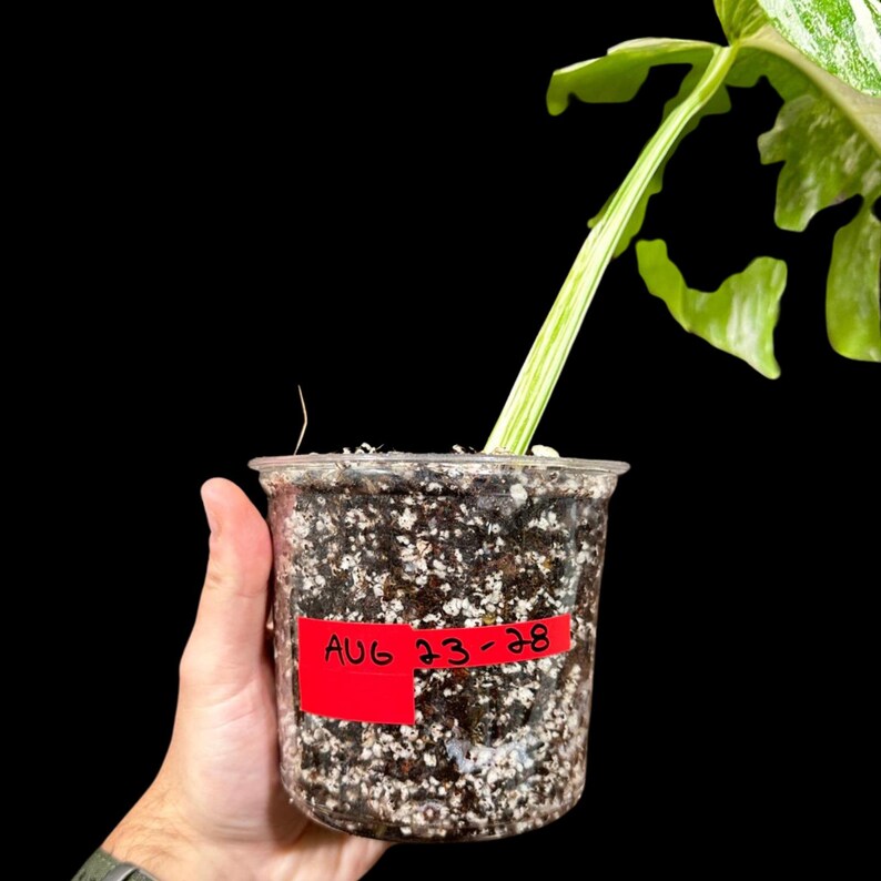 Variegated Monstera Albo Plant - Rare Indoor White Monstera Albo Borsigiana Plant
