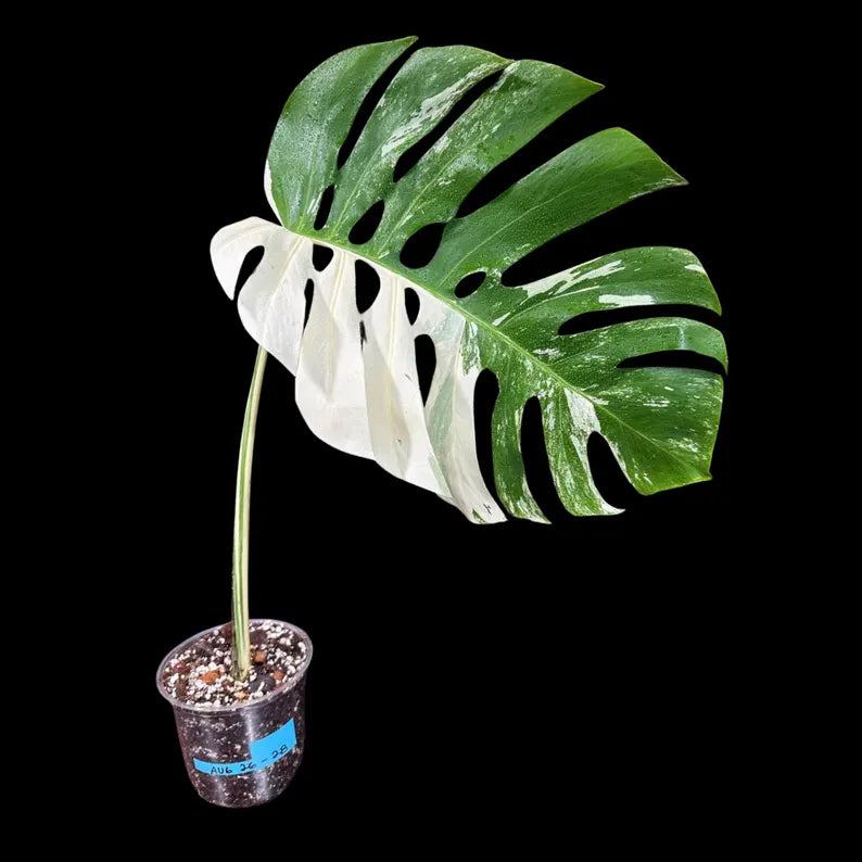Variegated Monstera Albo Plant - Rare Indoor White Monstera Albo Borsigiana Plant - Albo Monstera