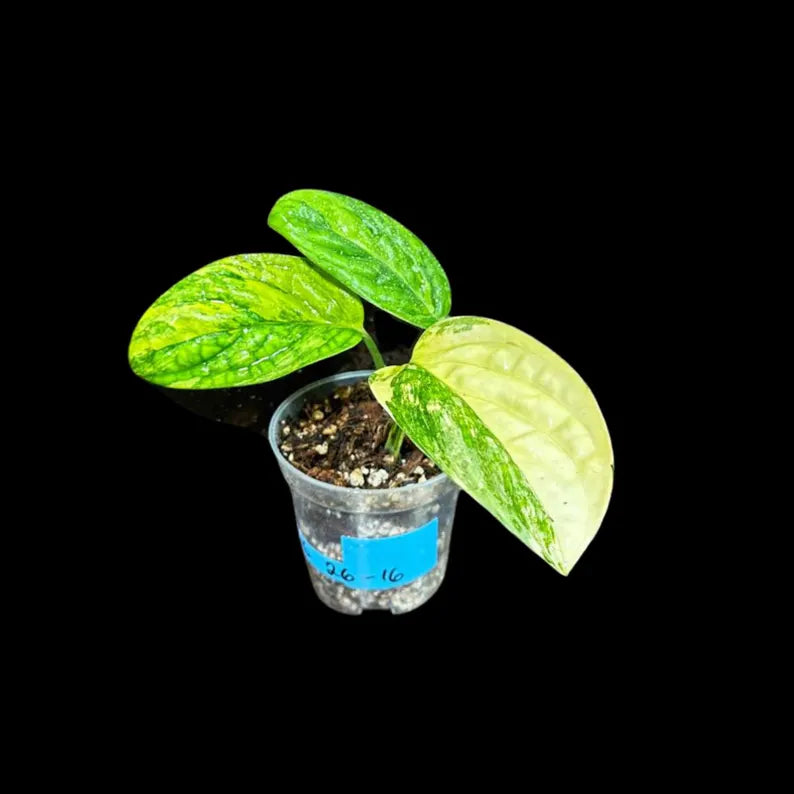 Variegated Monstera Peru in a 4" Nursery Pot