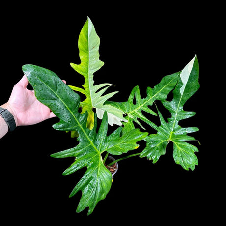 Variegated Philodendron Golden Dragon Plant in a Nursery Pot - Collector Rare Indoor Plants