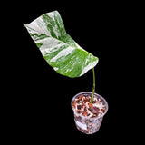 Rare Variegated Monstera Borsigiana Albo Plant - Rare Indoor White Monstera Albo