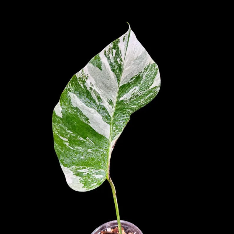 Rare Variegated Monstera Borsigiana Albo Plant - Rare Indoor White Monstera Albo
