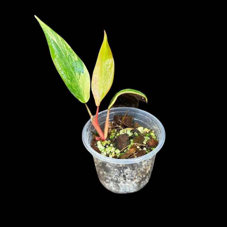 Variegated Philodendron Strawberry Shake in a Nursery Pot