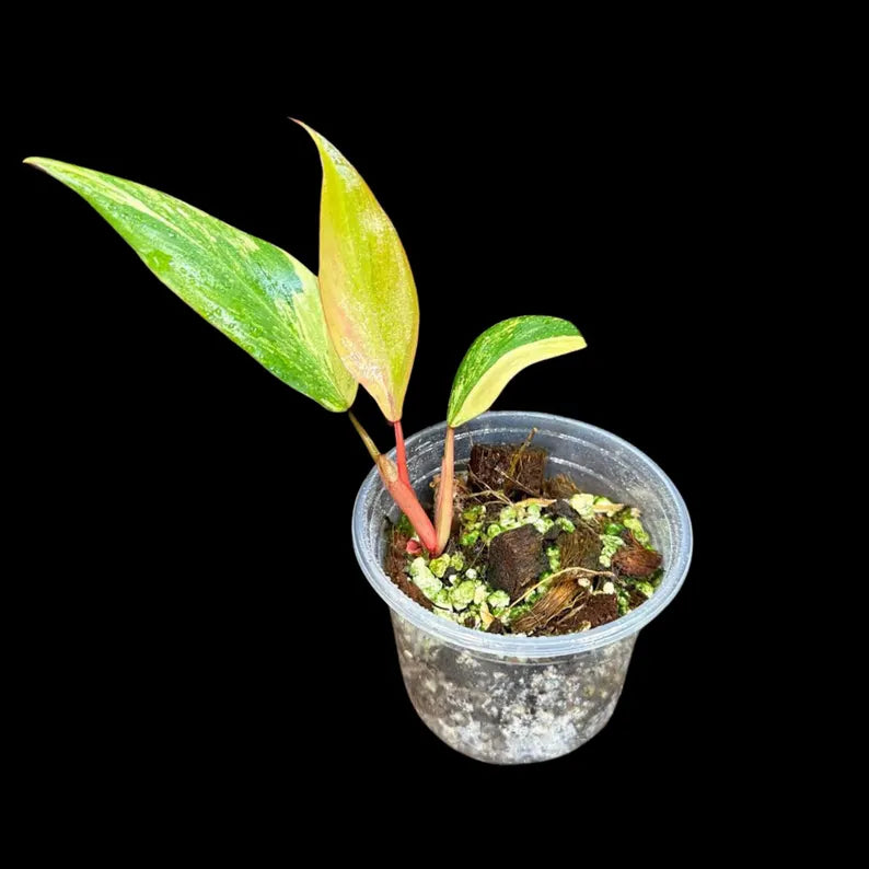 Variegated Philodendron Strawberry Shake in a Nursery Pot