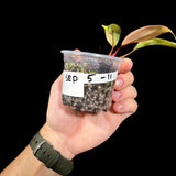 Variegated Philodendron Strawberry Shake in a Nursery Pot