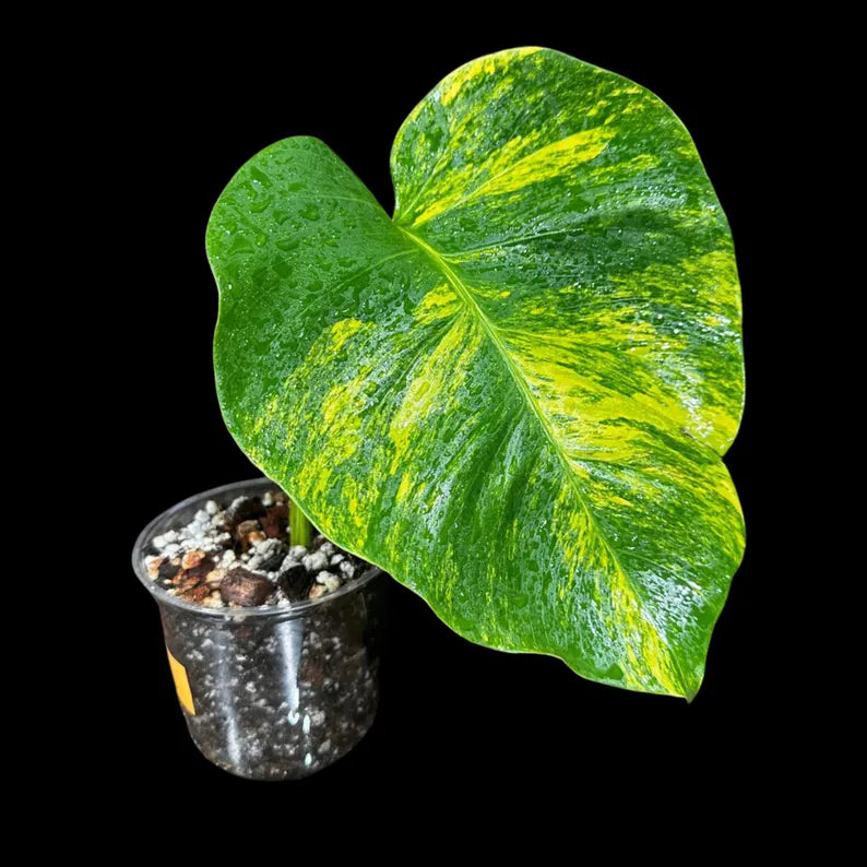 Monstera Aurea Variegated Borsigiana in a Nursery Pot - Monstera Marmota