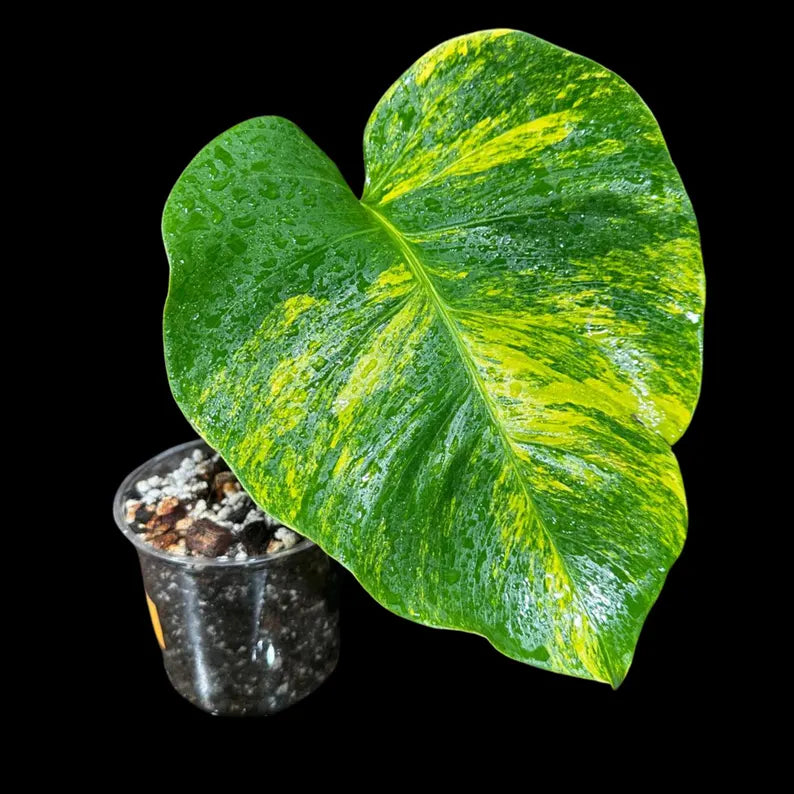 Monstera Aurea Variegated Borsigiana in a Nursery Pot - Monstera Marmota