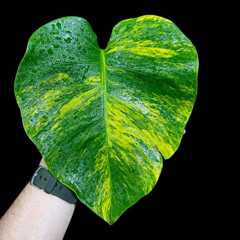 Monstera Aurea Variegated Borsigiana in a Nursery Pot - Monstera Marmota