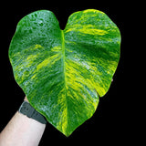 Monstera Aurea Variegated Borsigiana in a Nursery Pot - Monstera Marmota