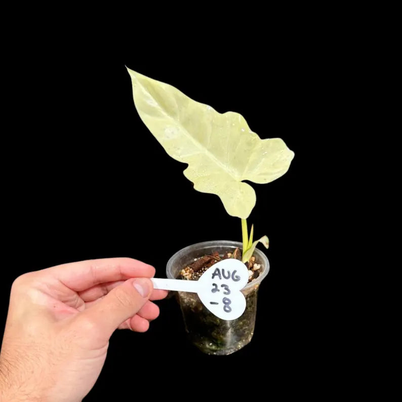 Philodendron Golden Dragon Variegated Plant in a Nursery Pot