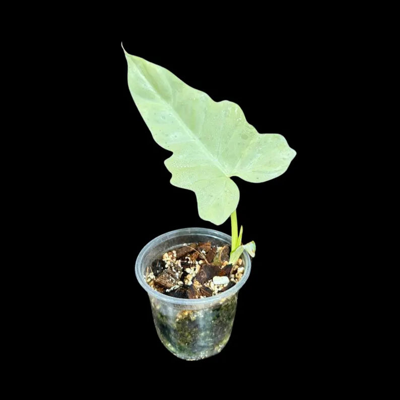 Philodendron Golden Dragon Variegated Plant in a Nursery Pot