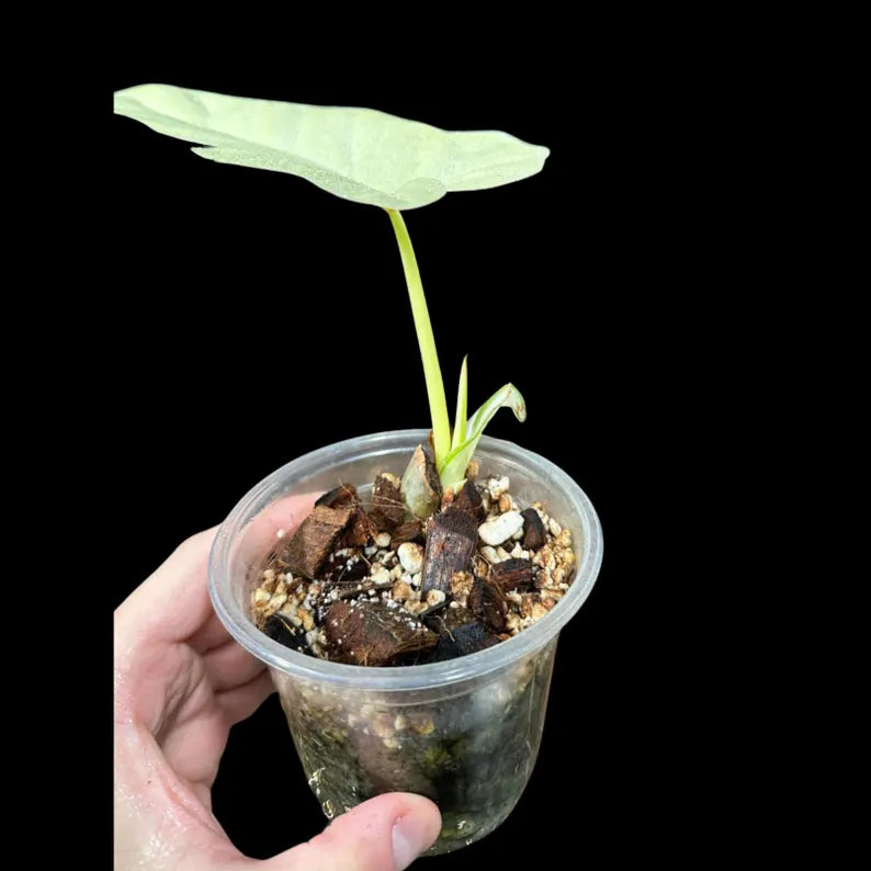 Philodendron Golden Dragon Variegated Plant in a Nursery Pot