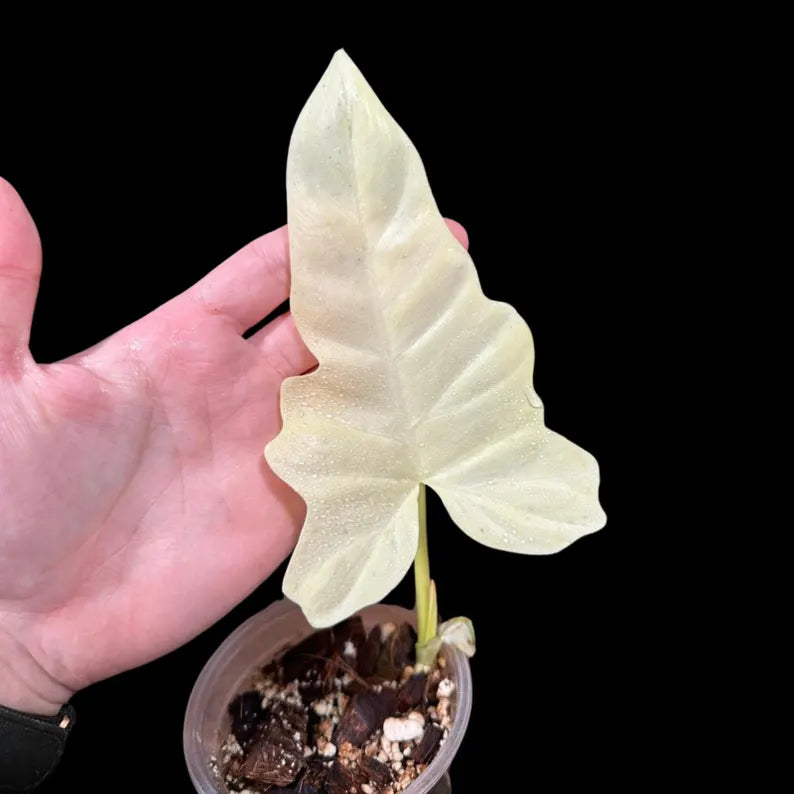 Philodendron Golden Dragon Variegated Plant in a Nursery Pot