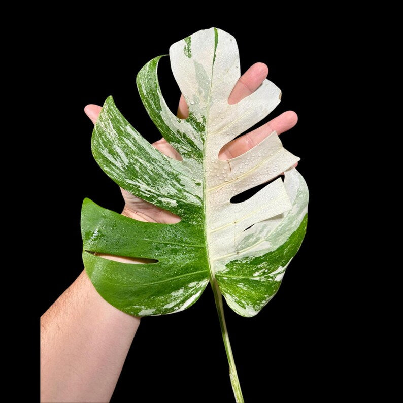 Variegated Monstera Albo Plant - Rare Indoor White Monstera Albo Borsigiana Plant