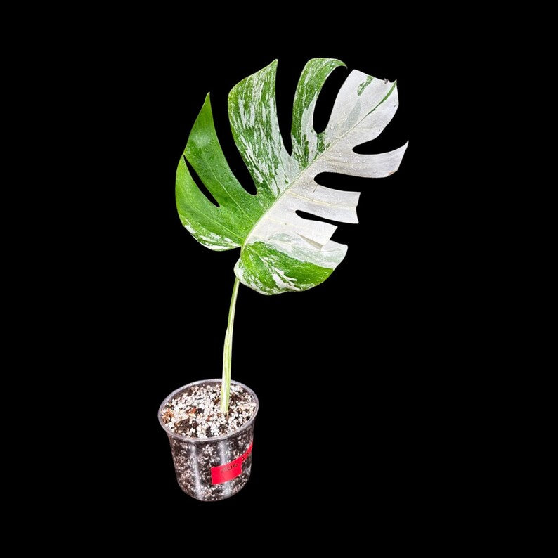 Variegated Monstera Albo Plant - Rare Indoor White Monstera Albo Borsigiana Plant