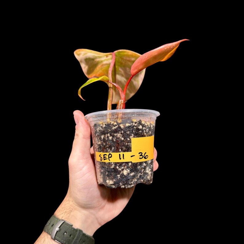Variegated Philodendron Strawberry Shake in a Nursery Pot - RARE Collector Potted Plant