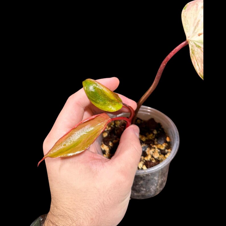 Variegated Philodendron Strawberry Shake in a Nursery Pot - RARE Collector Potted Plant