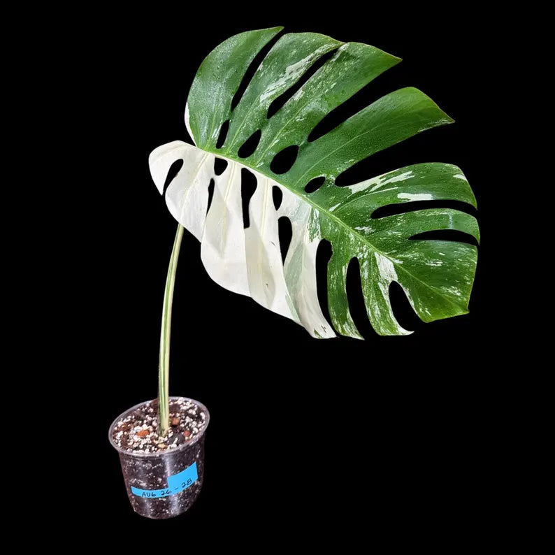 Variegated Monstera Albo Plant - Rare Indoor White Monstera Albo Borsigiana Plant - Albo Monstera